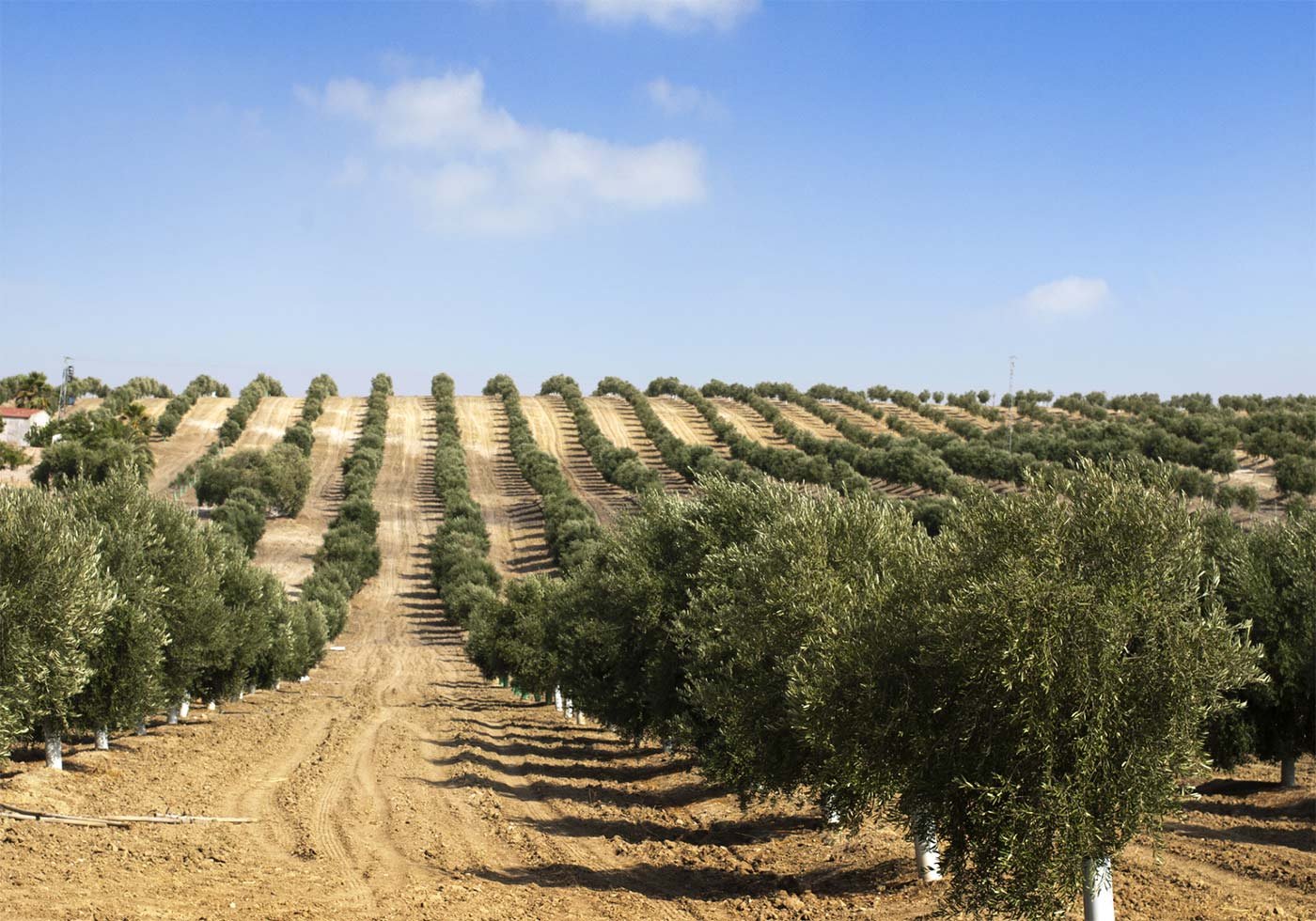 Unveiling the Elegance of Excellence: A Guide to Selecting the Best Quality Olives.